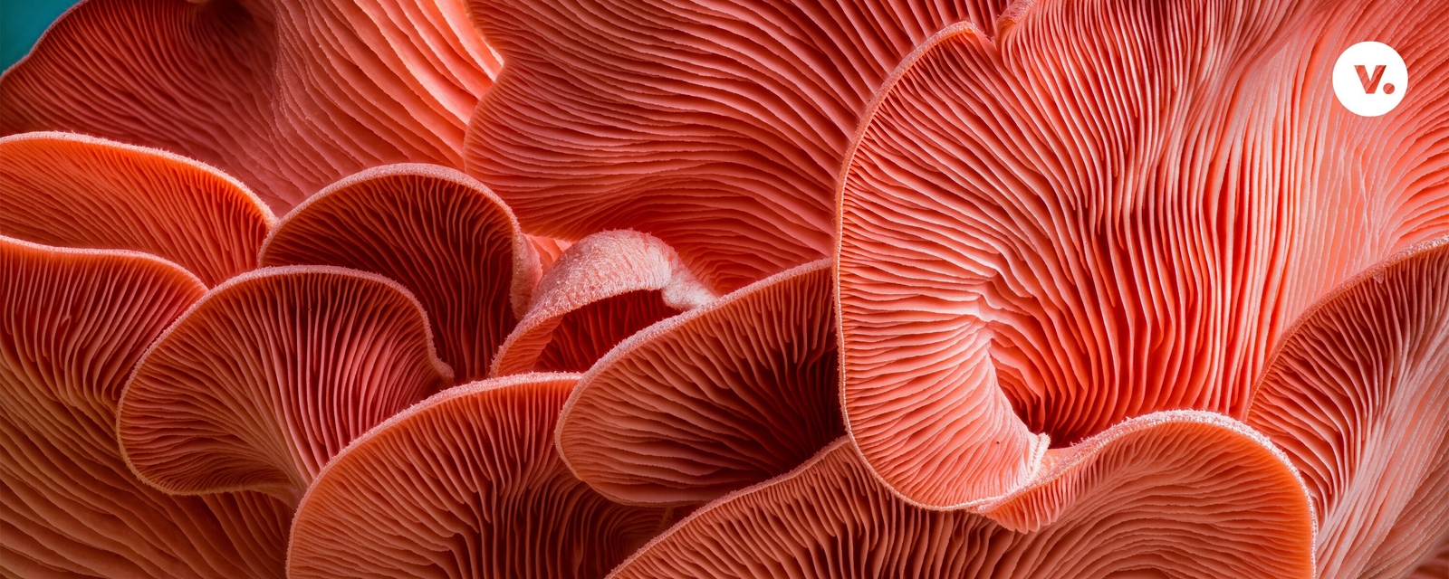 medicinal-mushrooms-benefits