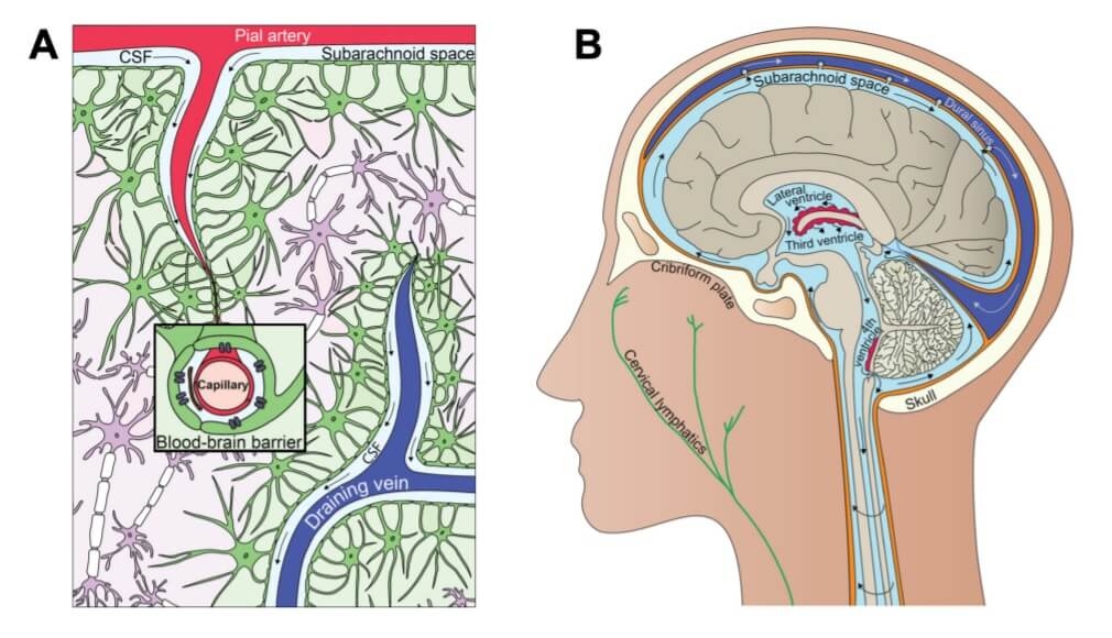 Glymphatic System Figure 1
