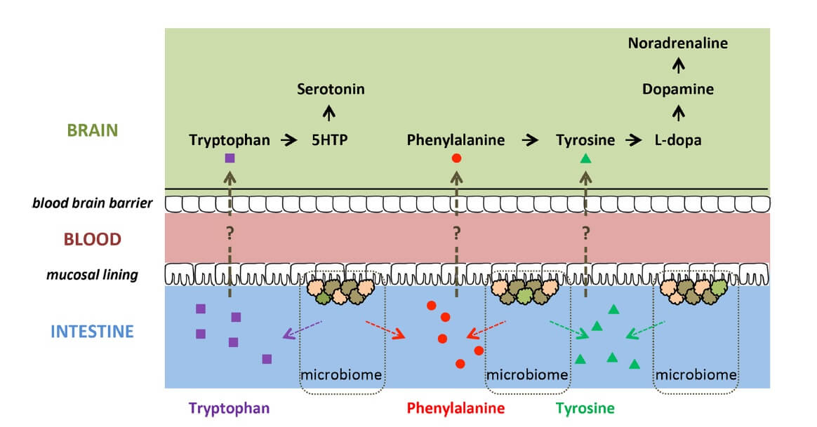 ADHD and the microbiome Fig 2