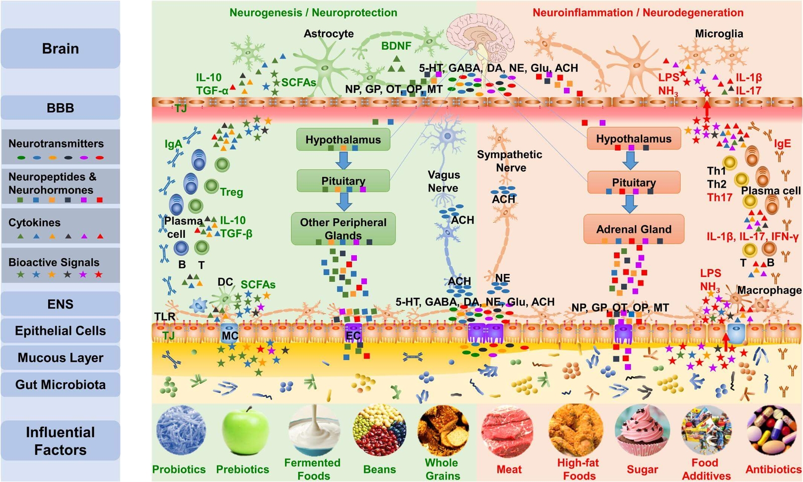 ADHD and the microbiome Fig 3