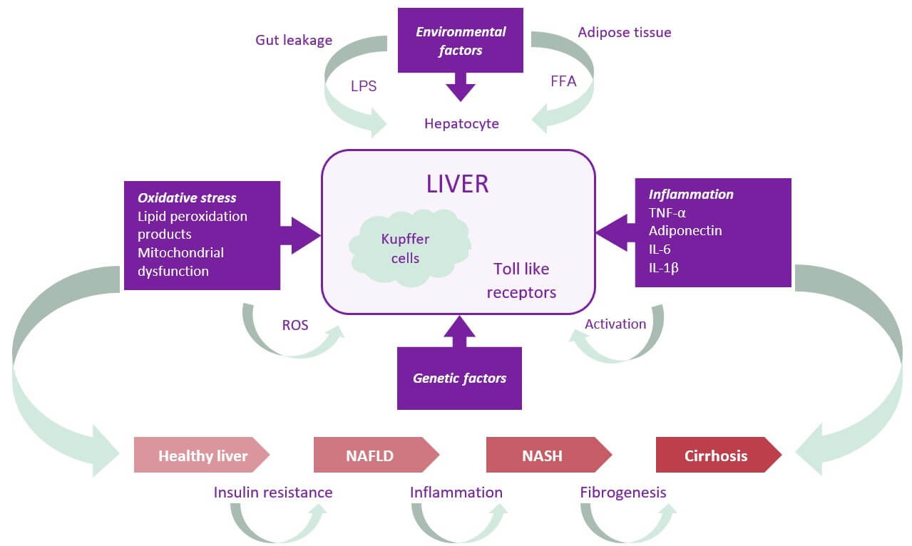 Gut-liver axis Essentials Fig 1