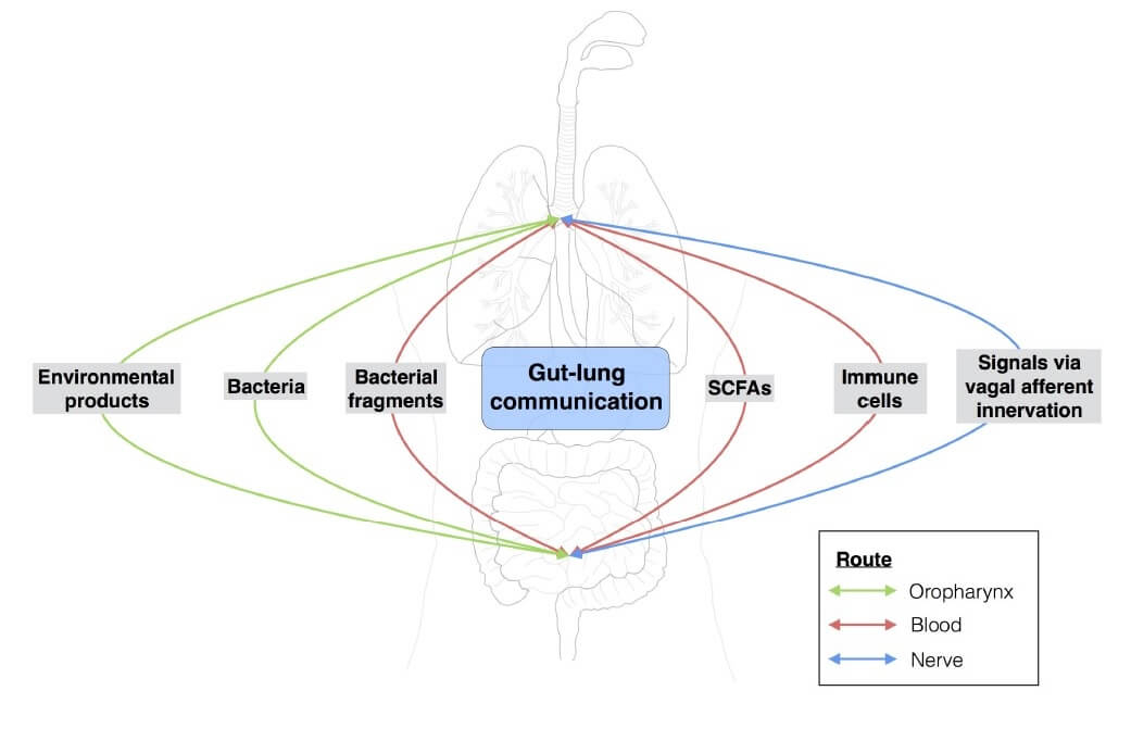 Gut-lung axis Essentials - Fig 1