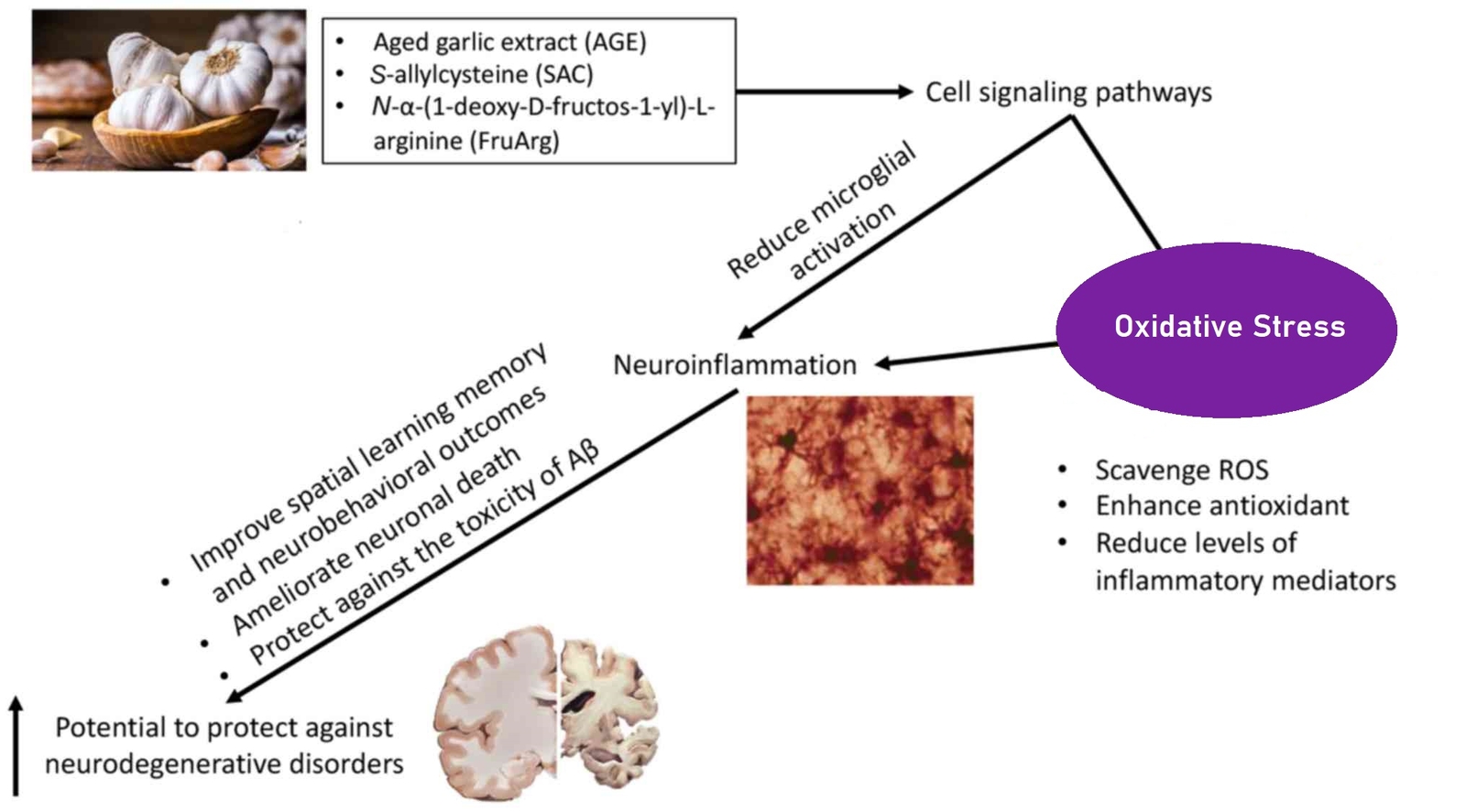 Neuroinflammation and Nutrition - Hub Enhanced Fig 1