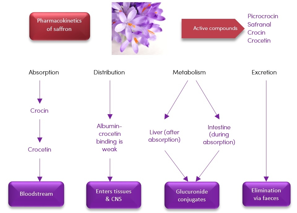 Pharmacokinetics of saffron 