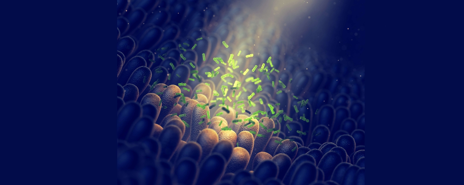 Prebiotic vs Probiotic
