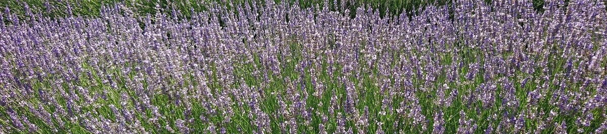 Eden Lavender
