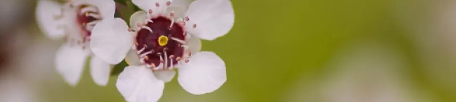 Get Real Naturopathy Telehealth Aus
