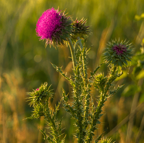 Burdock