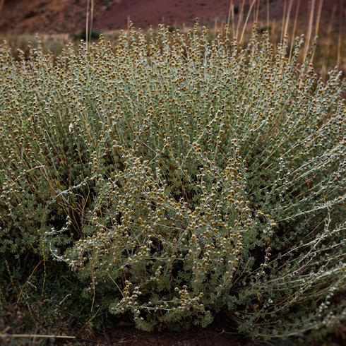 Artemisia herba-alba