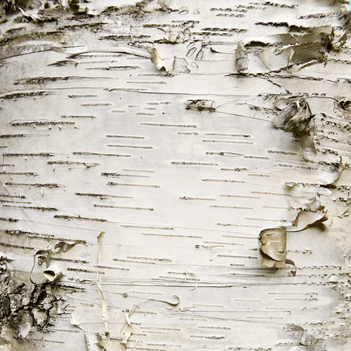 Birch