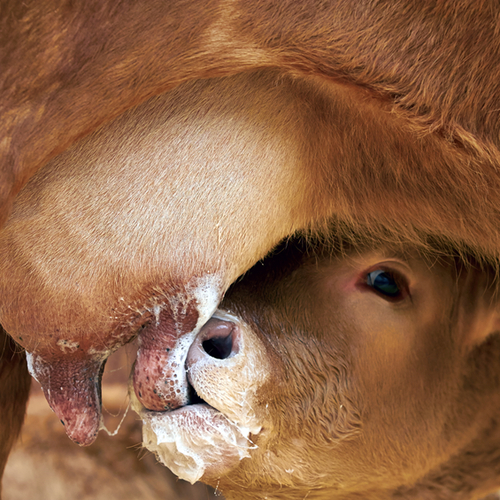 Bovine colostrum