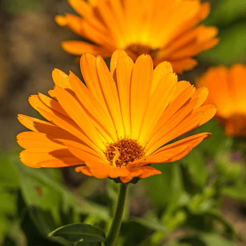 Calendula