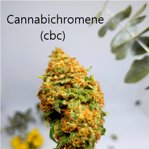 Cannabichromene (cbc)