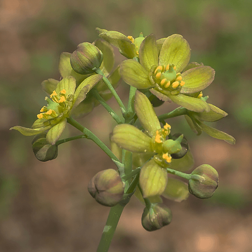 Blue cohosh