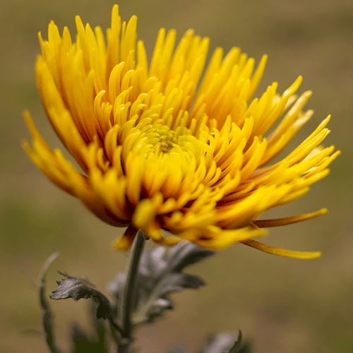 Chrysanthemum