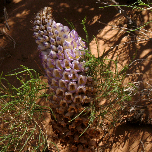 Cistanche deserticola