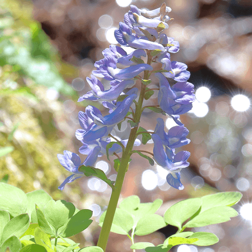 Corydalis yanhusuo