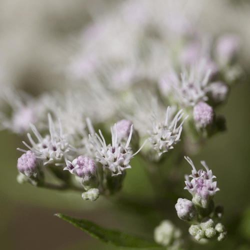 Boneset