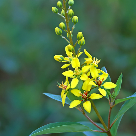 Galphimia glauca