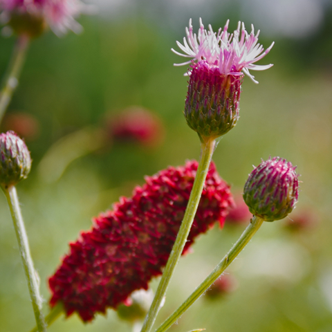 Greater burnet