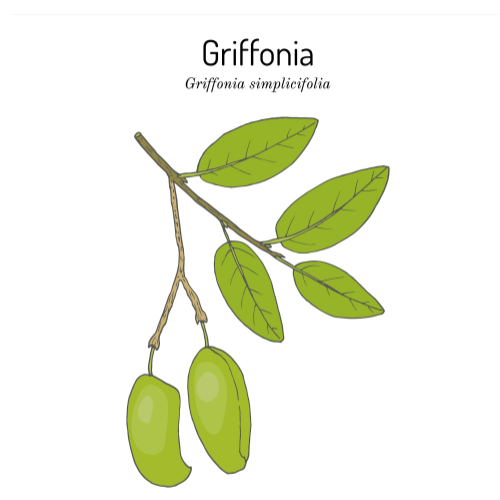 Griffonia simplicifolia