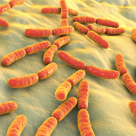 Lacticaseibacillus paracasei