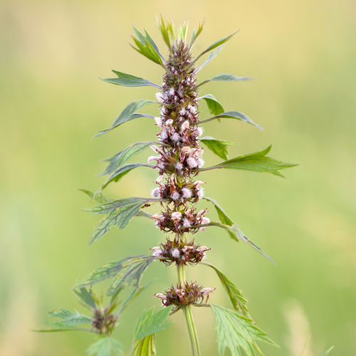 Motherwort