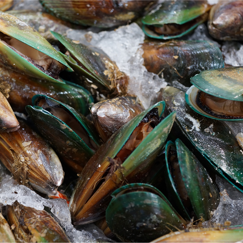 New zealand green-lipped mussel