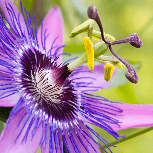 Passion flower