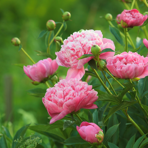 <img src='https://images.vital.ly/monographs/tr:w-800,c-at_max,dpr-2,q-100/Peony_vital_ly_v2.png' /> Peony