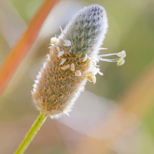 Great plantain