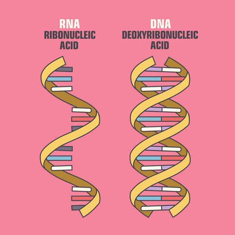 Rna and dna