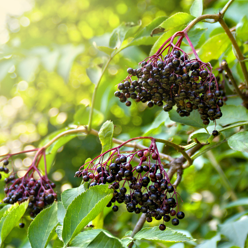 Elderberry