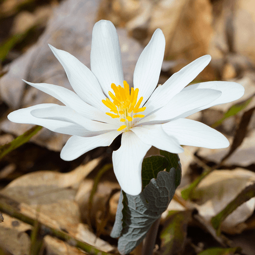 Bloodroot