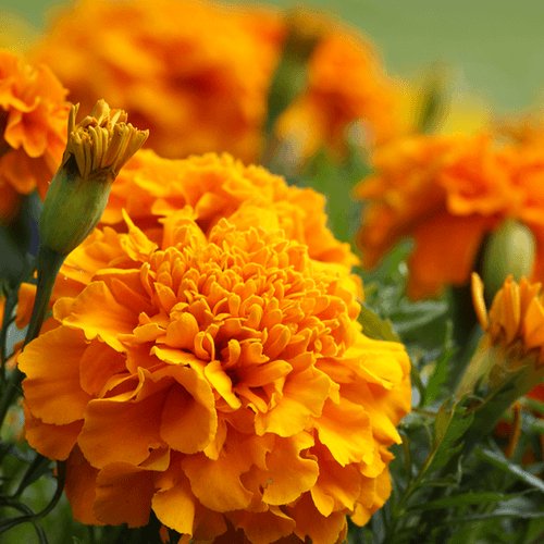 Ornamental marigold