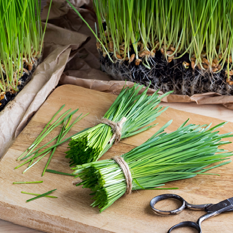 Wheatgrass