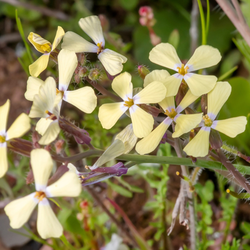 Wild radish