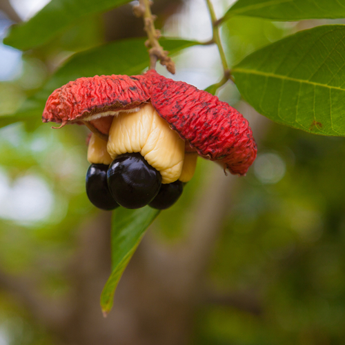 Ackee