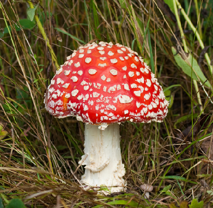 Fly agaric mushroom