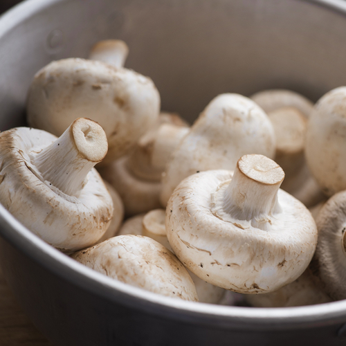 Agaricus mushroom