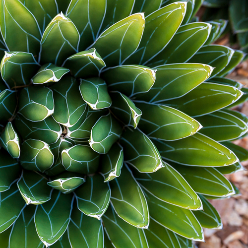 Agave