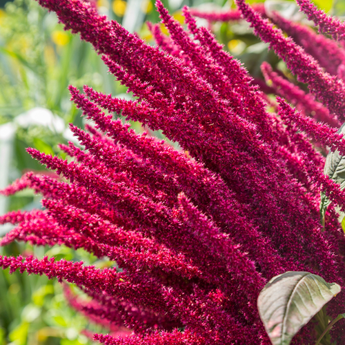 Amaranth