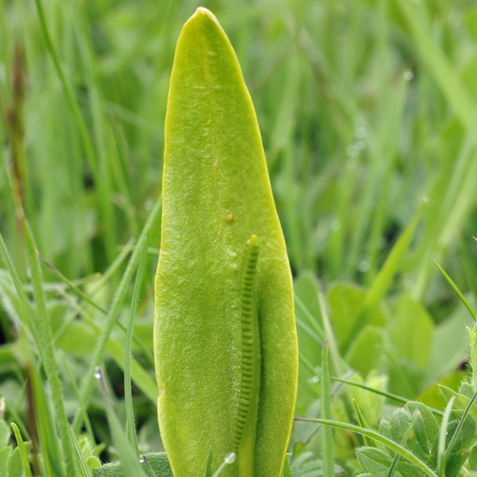 American adder's tongue