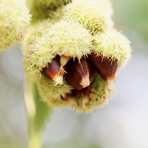 American chestnut