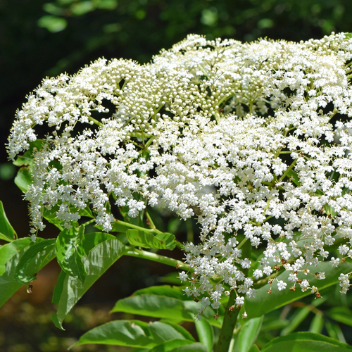 American elder