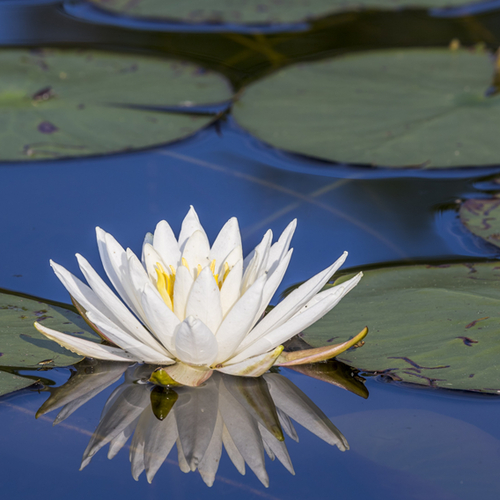 American white water lily