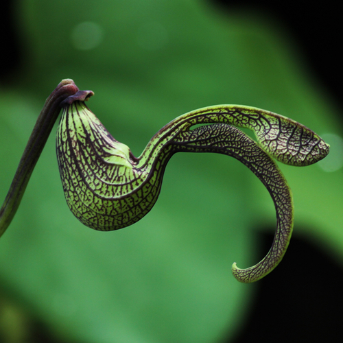 Aristolochia