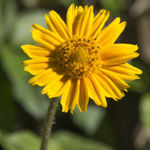 Arnica