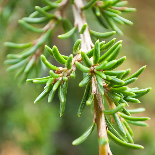 Atlantic cedar