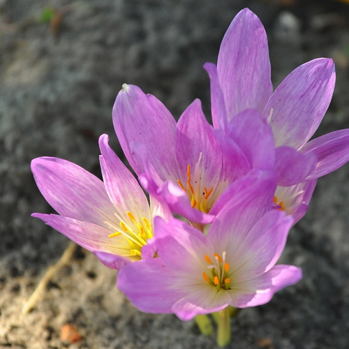 Autumn crocus